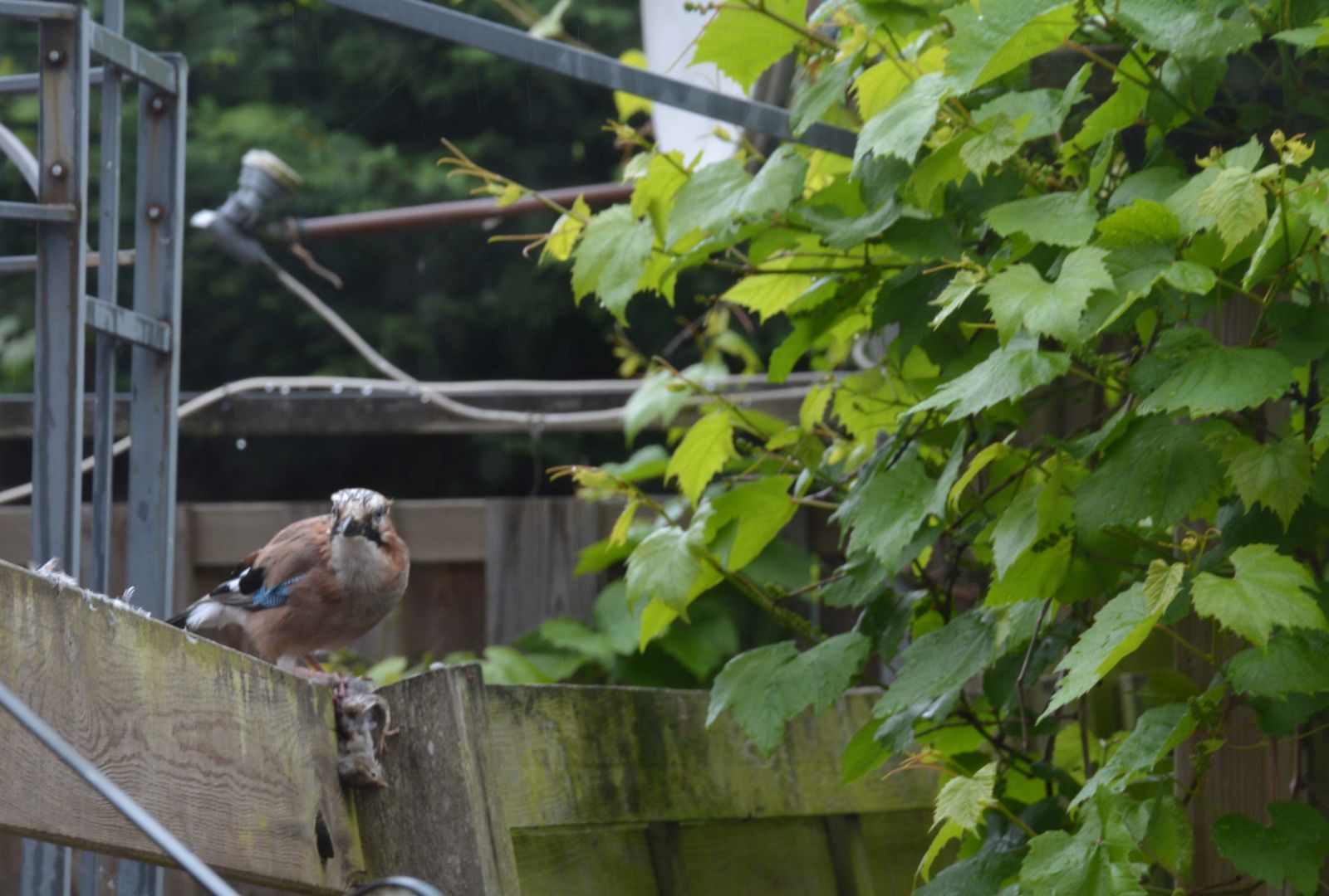 Eurasian Jay with prey